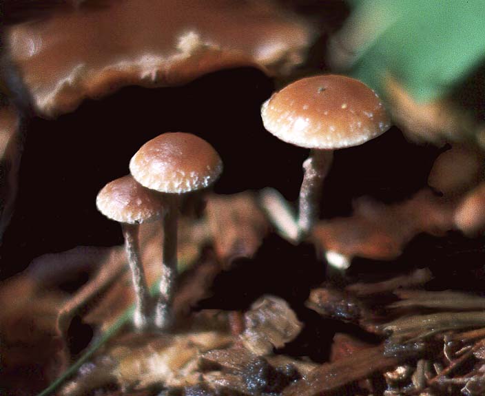 Psilocybe crobula